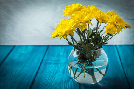 Yellow chrysanthemum flowers on a blue wooden table.の写真素材