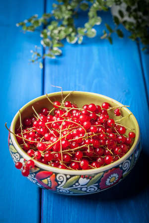 Redcurrant in bowl on blue background. Selective focus.の写真素材
