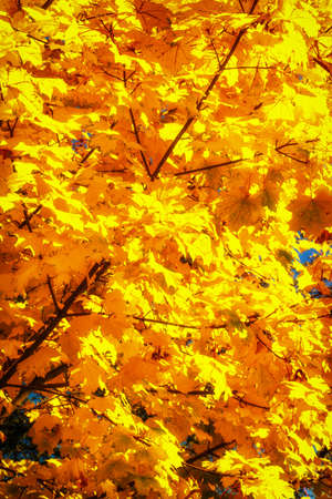 Beautiful colorful autumn leaves in the city park.