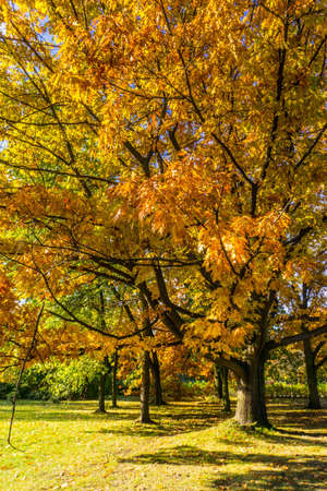 Beautiful colorful autumn leaves in the city park.の写真素材