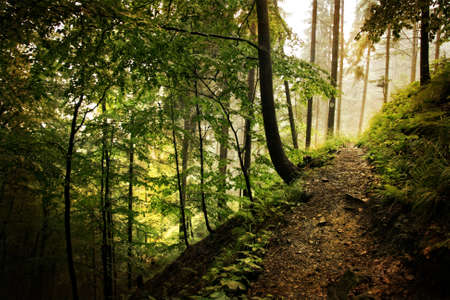 Misty forest - autumn in the Beskidy mountains. Vintage style.の写真素材