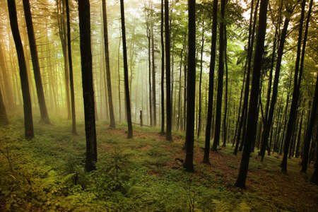 Misty forest - autumn in the Beskidy mountains. Vintage style.の写真素材