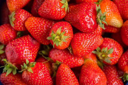 Fresh strawberries from a home garden in a colander.の写真素材