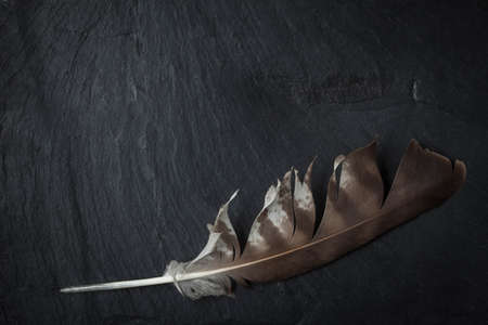 Feather on a stone black background. Top view, copy space.の写真素材