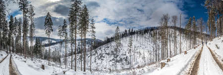 Panorama of the winter landscape in the mountains. Zywiec Beskids, Western Carpathians, Poland.の写真素材