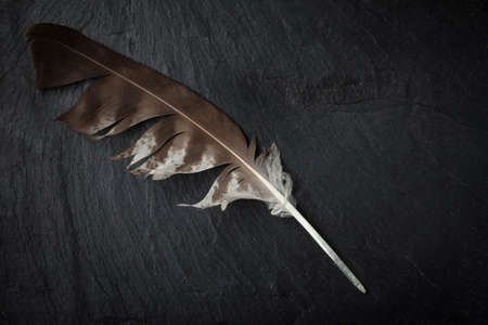 Feather on a stone black background. Top view, copy space.の写真素材