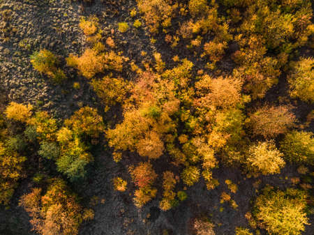 Aerial top down: Beautiful autumn trees in yellow, orange and red forest on sunny autumn day.の写真素材