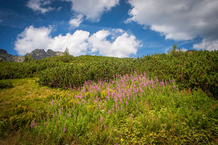 Tatras Mountains peaks in sunny day.の写真素材