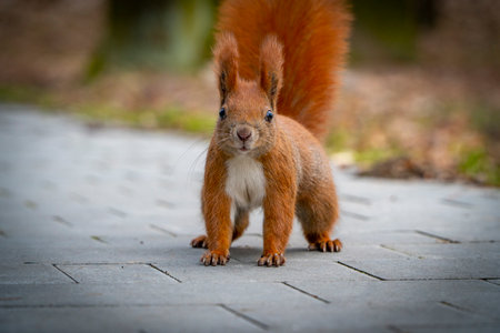 A red squirrel eating peanuts.の写真素材