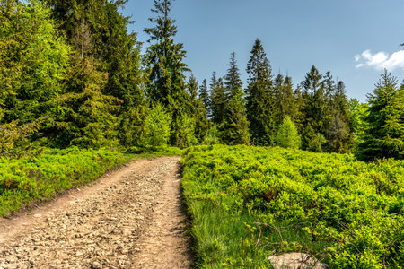 A path leading through a green lush forest during summer hiking in the Beskids.の写真素材