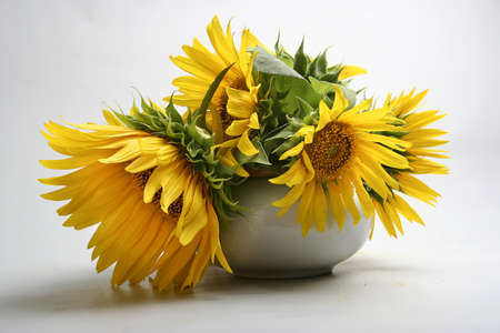 Suflowerの写真素材