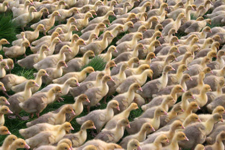 gooseの写真素材