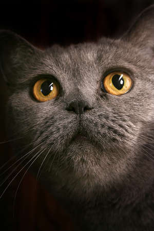 kitten , catの写真素材