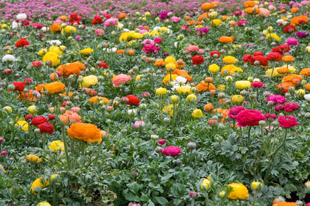 flowersの写真素材
