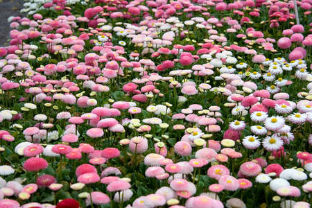 flowersの写真素材