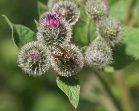 wasp on a blooming greater burdockの写真素材