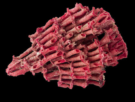 red coral ob black background closeup