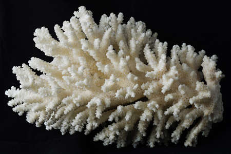 macro white coral on blackの写真素材