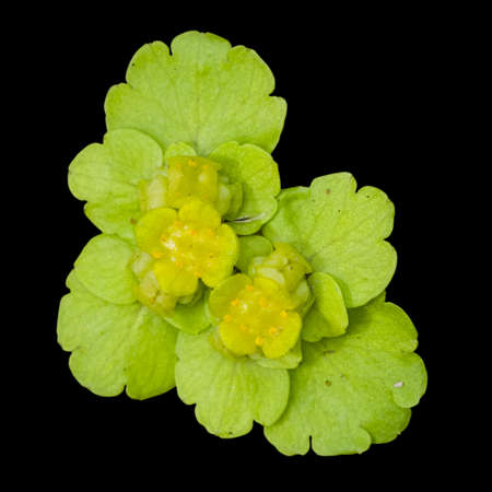 blooming Golden Saxifrage (Chrysosplenium alternifolium) isolated on black background, soft edges,...
