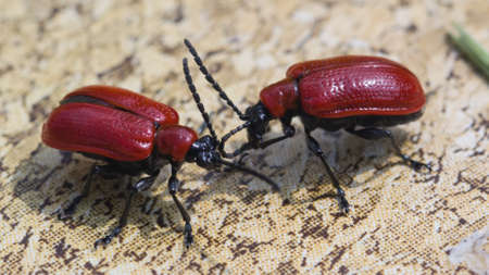 two scarlet lily beetle macro on a drink coaster, shallow-dof, selective focus