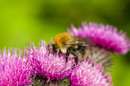 bee on scotch thistle flower macro, selective focus