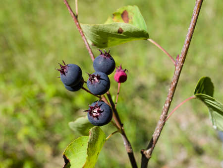 Ripe serviceberry on a bush macro, selective focus, shallow DOFの写真素材
