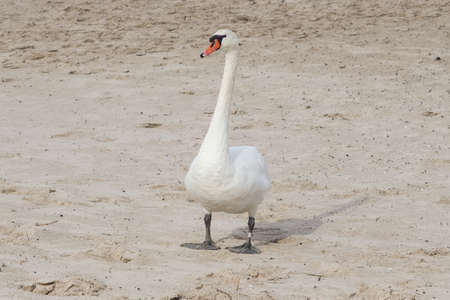 mute swan walking on sand beach of river, selective focusの写真素材