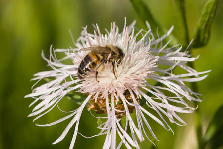 Honey bee on white knapweed flower, macro, selective focus, shallow DOF