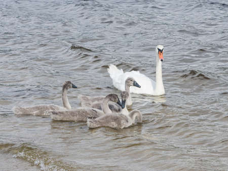 Mute swans and cygnets swim in the river, selective focusの写真素材