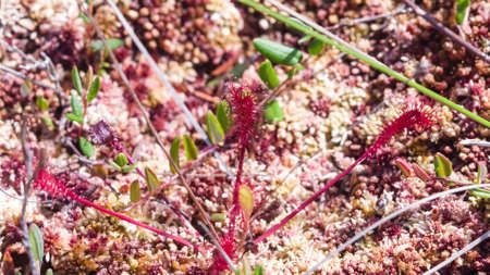 English sundew, Drosera anglica, macro, selective focus, shallow DOFの写真素材