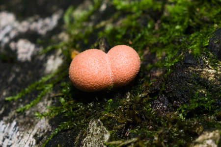 Wolfs milk, Lycogala epidendrum slime mould macro, selective focusの写真素材