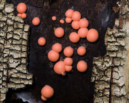 Wolfs milk, Lycogala epidendrum slime mould macro, selective focusの写真素材