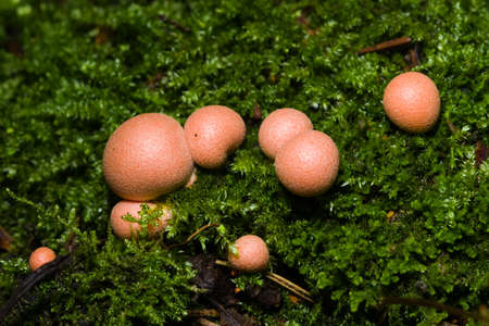 Wolfs milk, Lycogala epidendrum slime mould macro, selective focus