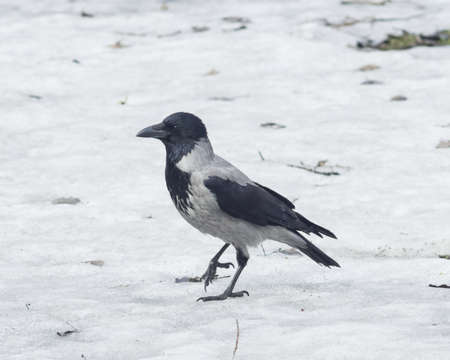 Hooded Crow , Corvus cornix, portrait on snow early spring closeup, selective focus, shallow DOFの写真素材
