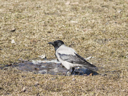 Hooded Crow, Corvus cornix, portrait on dry grass early spring closeup, selective focus, shallow DOF