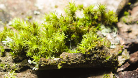 Green moss on bark macro with bokeh background, selective focus, shallow DOFの写真素材