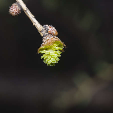 Siberian larch cone with young fir-needles in spring on bokeh background, selective focus, shallow DOFの写真素材