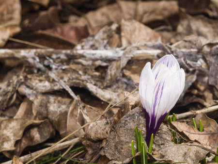 Blooming purple crocus grows in dry leaves macro, selective focus, shallow DOFの写真素材