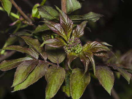 Flower bud of red elderberry, Sambucus Racenosa, on branch with bokeh background macro, selective...