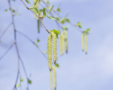 Birch tree catkins and young leaves on branch with bokeh background macro, selective focus, shallow DOFの写真素材