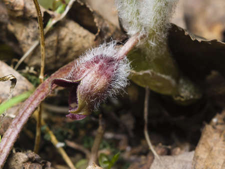 Flower asarum europaeum, wild ginger or hazelwort, macro in the spring forest, selective focus, shallow DOFの写真素材