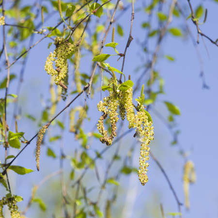Birch tree catkins and young leaves on branch with bokeh background macro, selective focus, shallow DOFの写真素材