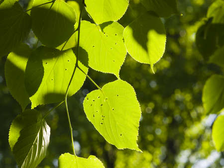 Leaves of Common Lime, Tilia Europeaea, tree in morning sunlight, selective focus, shallow DOF