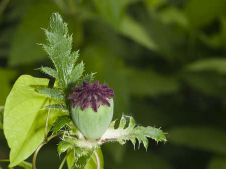 Field or Corn Poppy, Papaver Rhoeas, capsule after bloom macro, selective focus, shallow DOFの写真素材