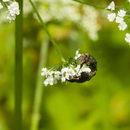 Green Rose Chafer, Cetonia Aurata, feeding on white flowers of Bishop's weed, macro, selective...
