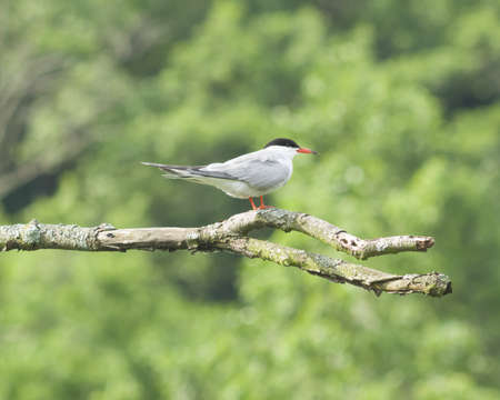 Common tern, Sterna hirundo, on dry branch of dead tree, close-up portrait, selective focus, shallow...