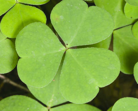 Common Wood Sorrel, Oxalis acetosella, leaves texture macro, selective focus, shallow DOF