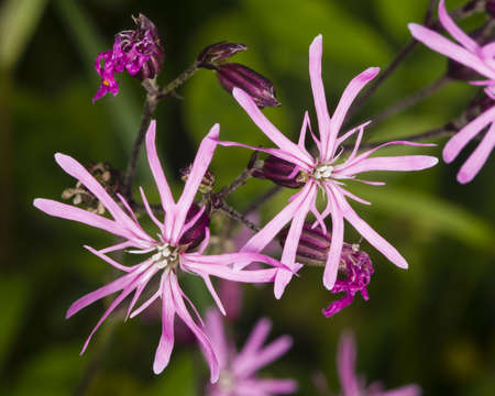 Ragged-Robin, Lychnis flos-cuculi, flowers detailed macro on bokeh background, selective focus, shallow DOFの写真素材