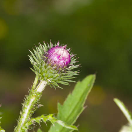 Blooming Thistle, Carduus, flower bud macro with bokeh background, selective focus, shallow DOFの写真素材