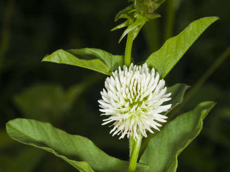 Mountain clover, Trifolium montanum, flower macro, selective focus, shallow DOF